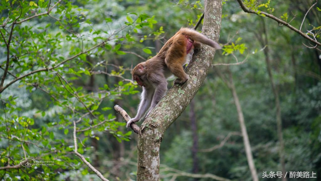 武陵源，秋之颂歌！