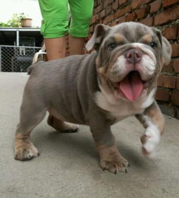 英牛法牛,英牛和法牛杂交品种