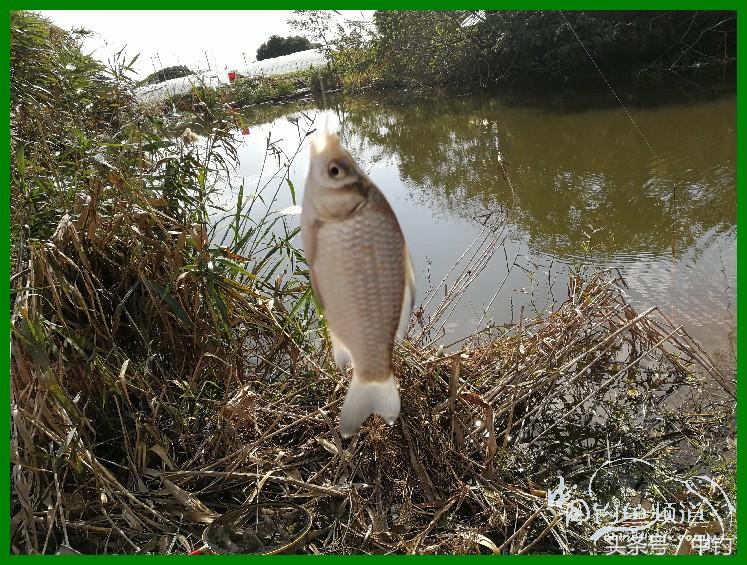 爽钓渔具,爽钓黄金版