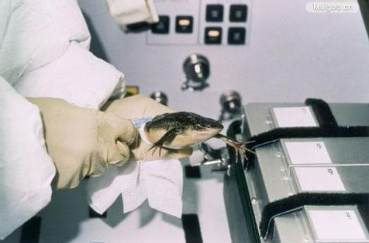 十种曾到过太空的动物,中国有哪些进入太空的动物