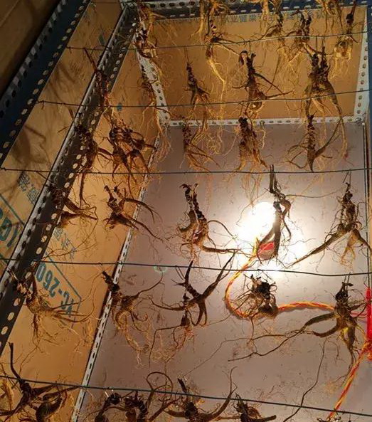 古法炮制九蒸九晒姜正宗做法,正宗古法九蒸九晒方法