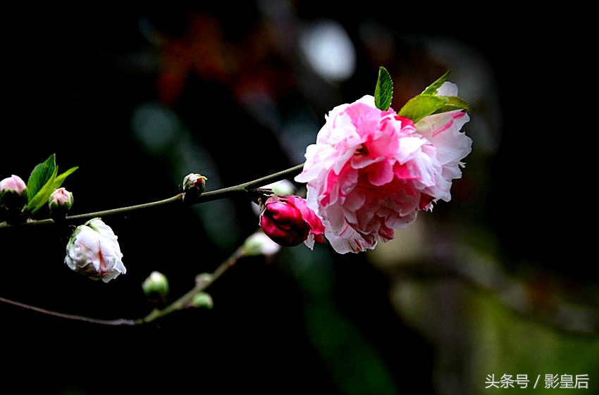 三生三世十里桃花诗,三生三世十里桃花帝君