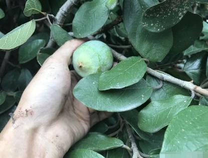 大妈发现高架桥下一大片这种果实，大妈拿回家做了这道美食