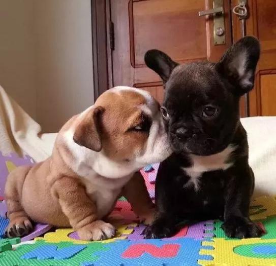 英牛法牛,英牛和法牛杂交品种