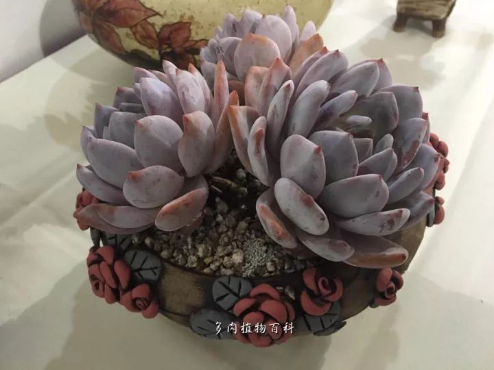 公认最美4种多肉植物图片,2014年上海多肉植物展图片