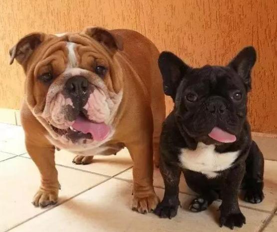 英牛法牛哪个好看,英牛和法牛区别好玩吗