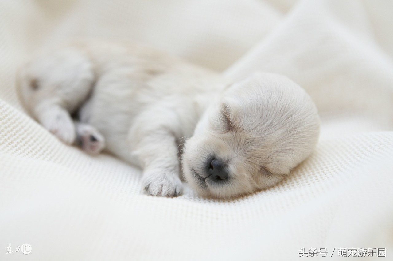 小主如何给狗狗接生?特别是对于新手