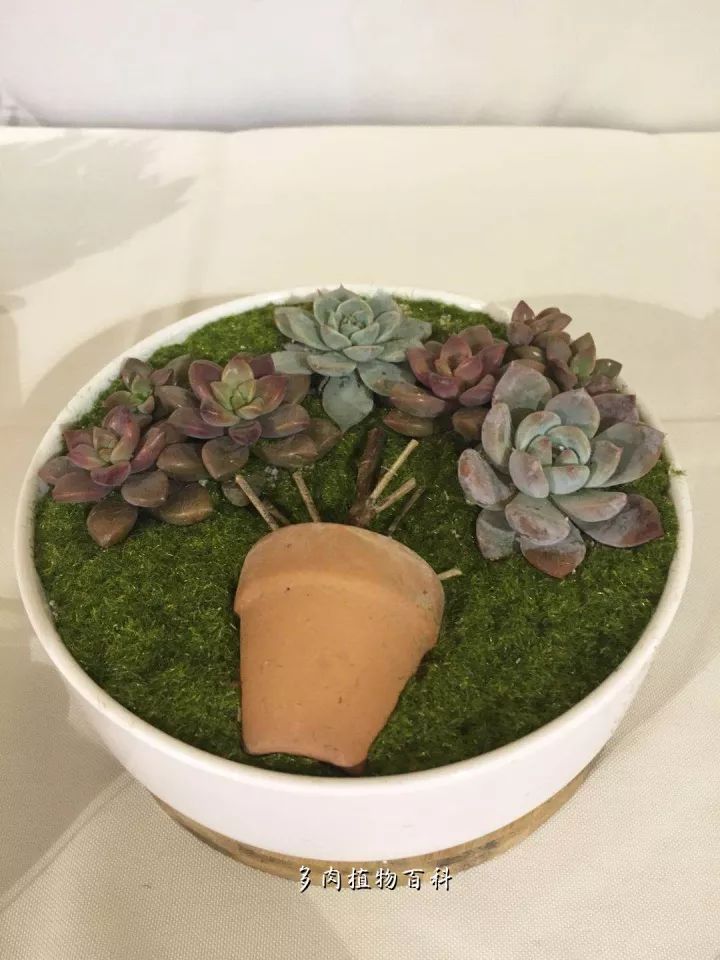 公认最美4种多肉植物图片,2014年上海多肉植物展图片