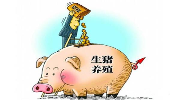 母猪的饲养和管理方法,母猪配怀饲养管理技巧