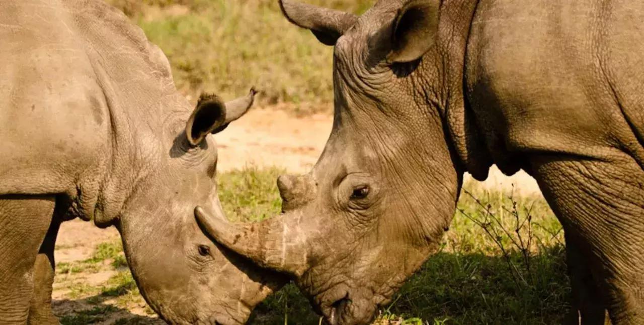 他花16年学会跟狮子交谈,而你花10天懂得了他的执著!