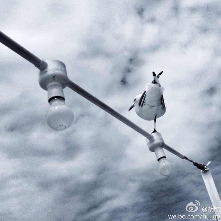 胡歌为什么拍戏唱主题曲,胡歌为什么演什么都能火