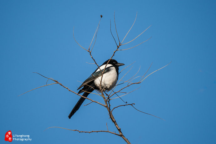 沈阳莫子山公园榆树,沈阳莫子山公园游记