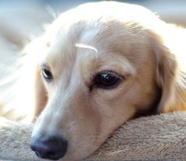 2018年狗年最吉利的四大属相,2018年生肖狗犯太岁详解