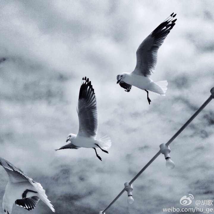 胡歌为什么拍戏唱主题曲,胡歌为什么演什么都能火