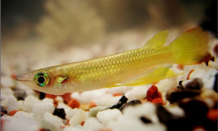 精品小型热带观赏鱼黄金鳉,观赏鱼黄金鳉