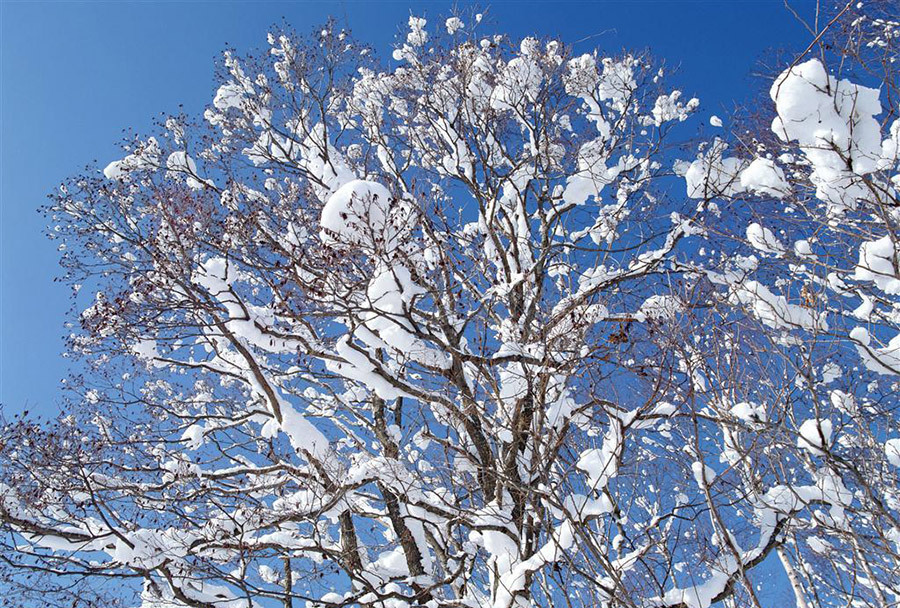 冷空气来袭农作物防寒,冷空气来袭对果树的影响