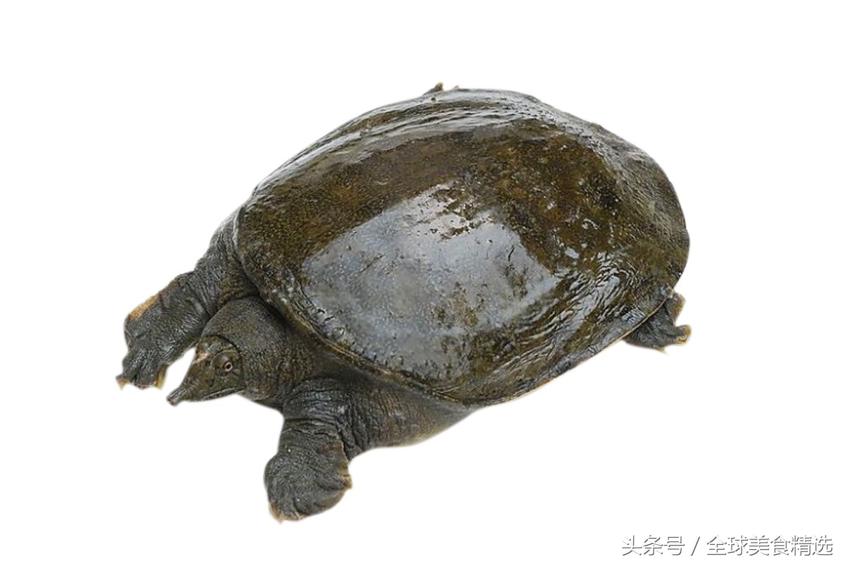 吃多了会丢掉小命十大常见食物,什么食物同吃会出人命