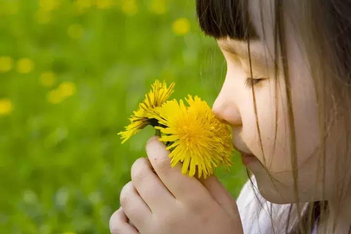 十大最香花卉,十大流行花卉排行榜