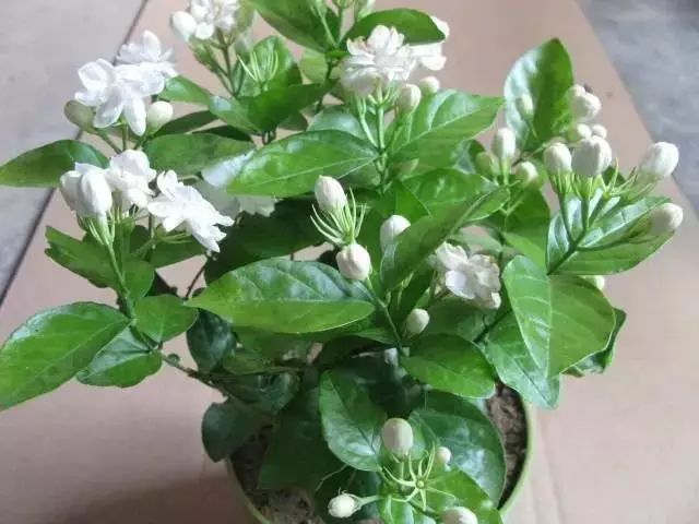 绿植,最安全健康“保护伞”