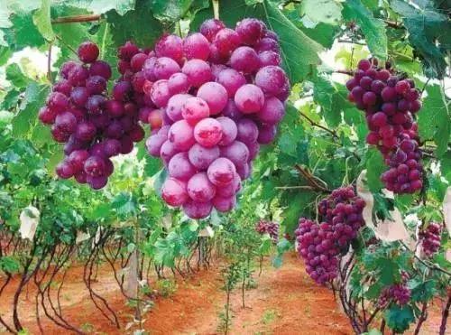 大红河60岁啦！这里到底有多美？跟着13县市的方队一起来看看