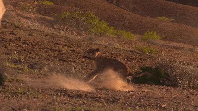 大卫爱登堡60年,大卫爱登堡中国