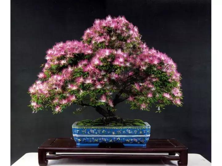 十大最香花卉,十大流行花卉排行榜