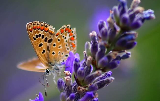 盆栽薰衣草养护技巧与方法图片,薰衣草盆栽的简单养法图片