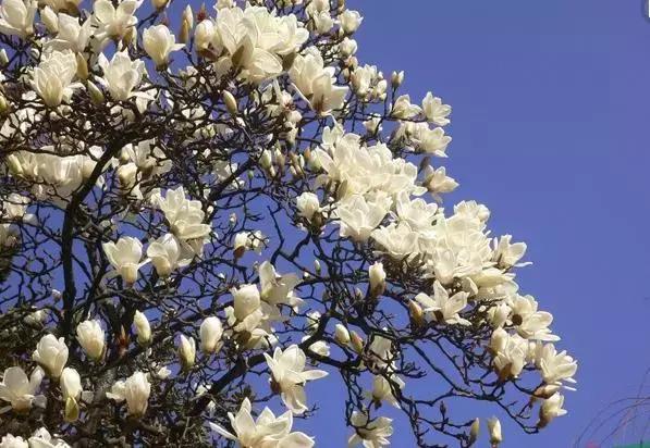 十大最香花卉,十大流行花卉排行榜