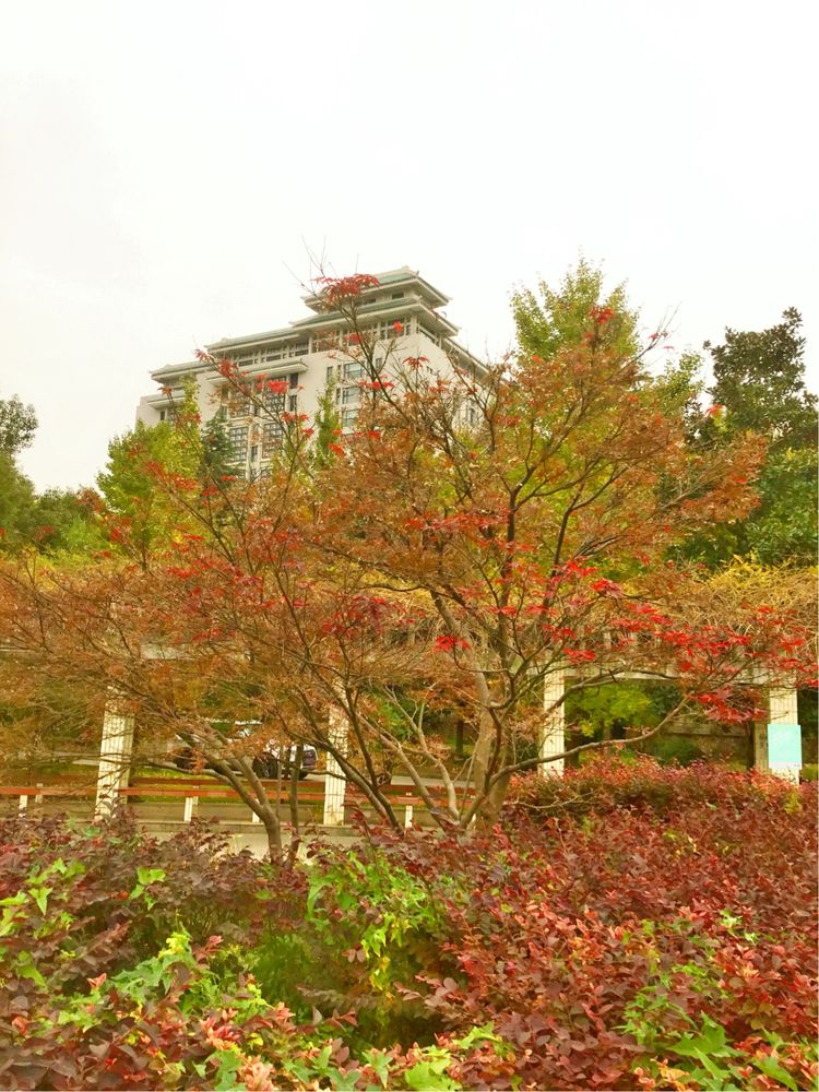 十大最美校园深圳大学,探访最美大学武汉大学