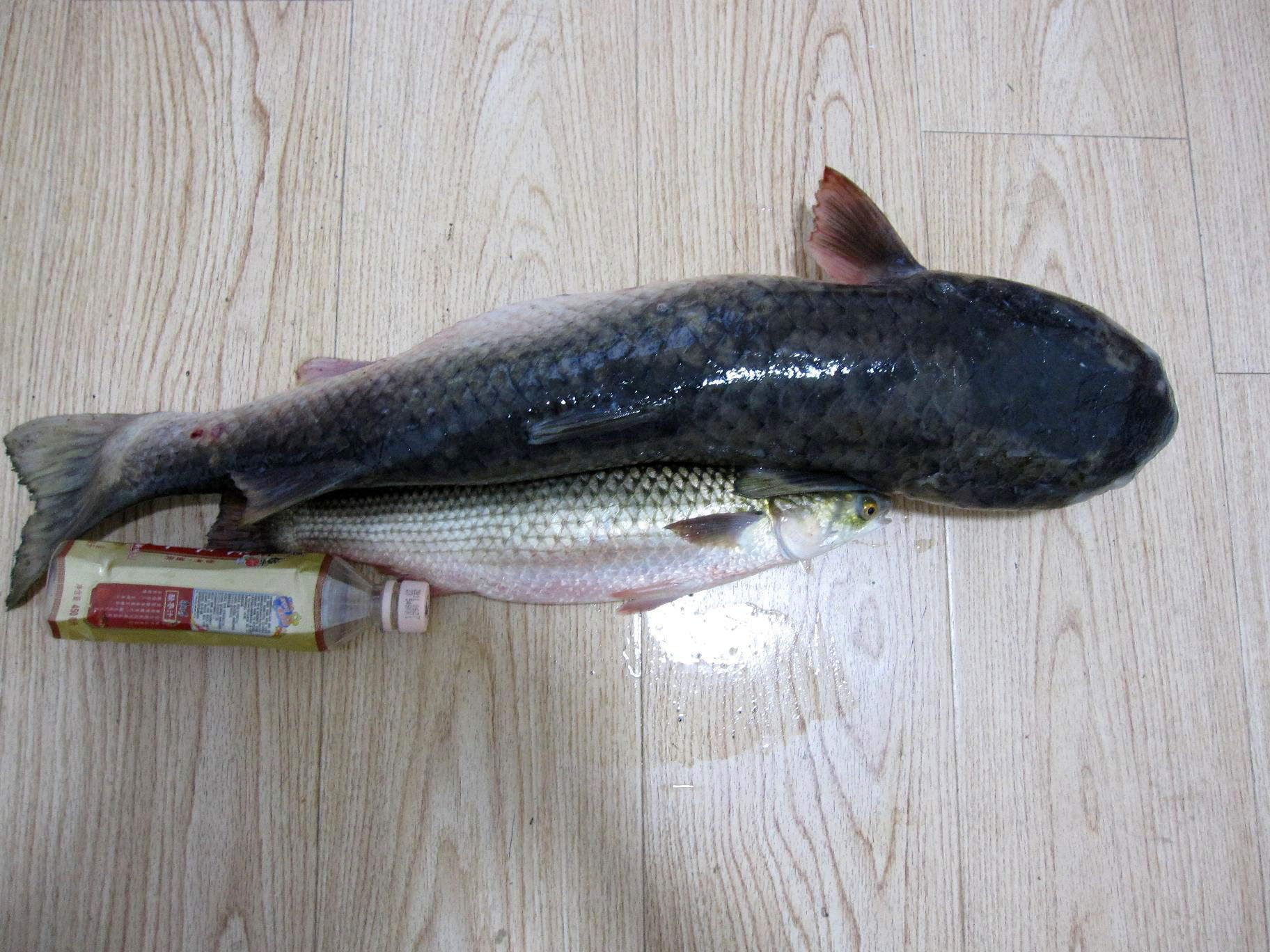 湛江钓水面乌头,湛江雷州钓乌头