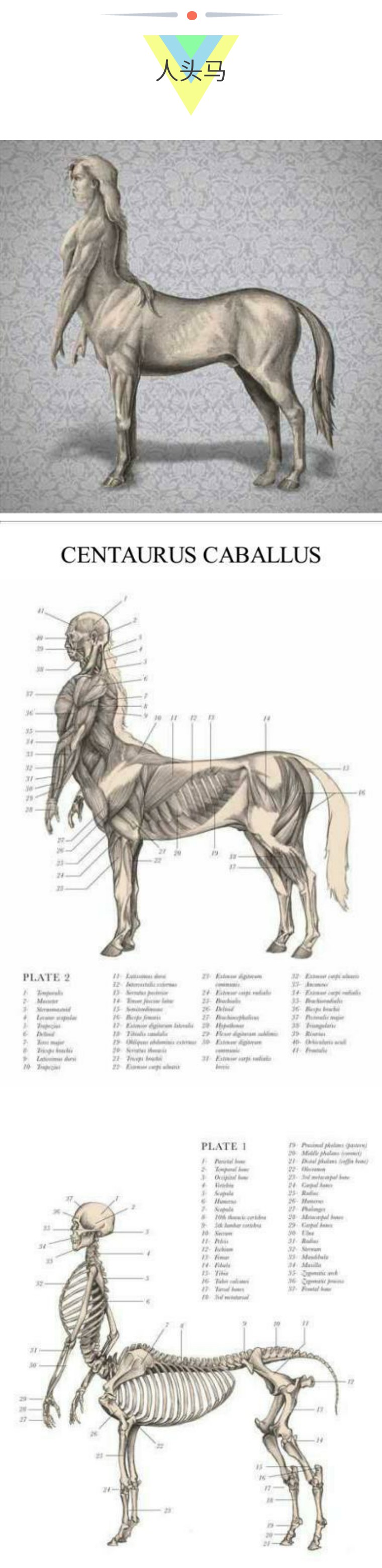 关于解剖美人鱼的电影解说,解剖美人鱼成功视频