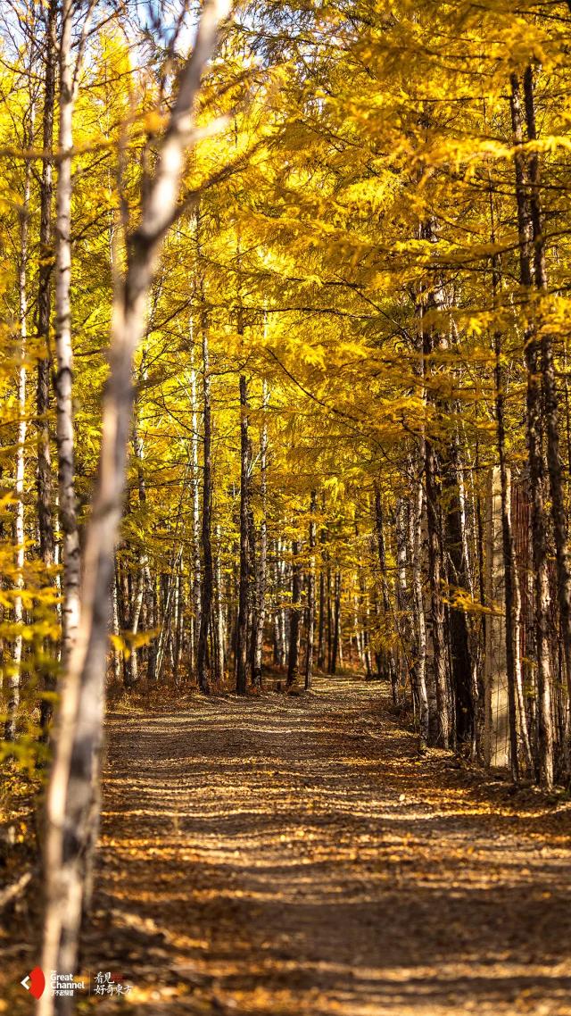这部轻氧纪录片太震撼《了不起的匠人》之后又一匠心巨制
