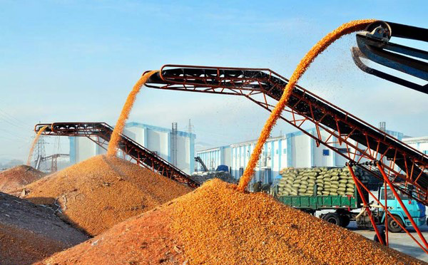 玉米卖不了存粮食银行，不仅保质赚利息，还防止收购企业拖欠粮款