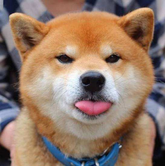 狗狗品种大全及图,狗狗品种大全价格