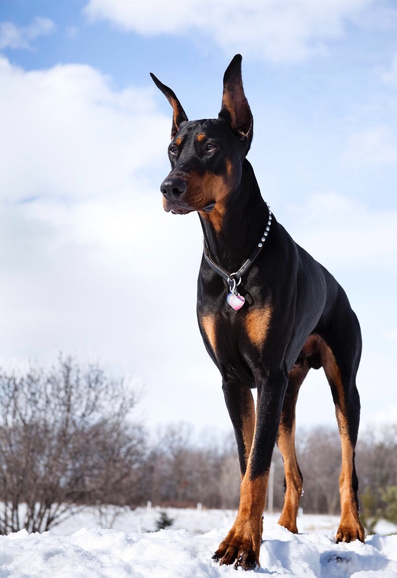 杜宾犬的习性有哪些,杜宾犬的日常生活