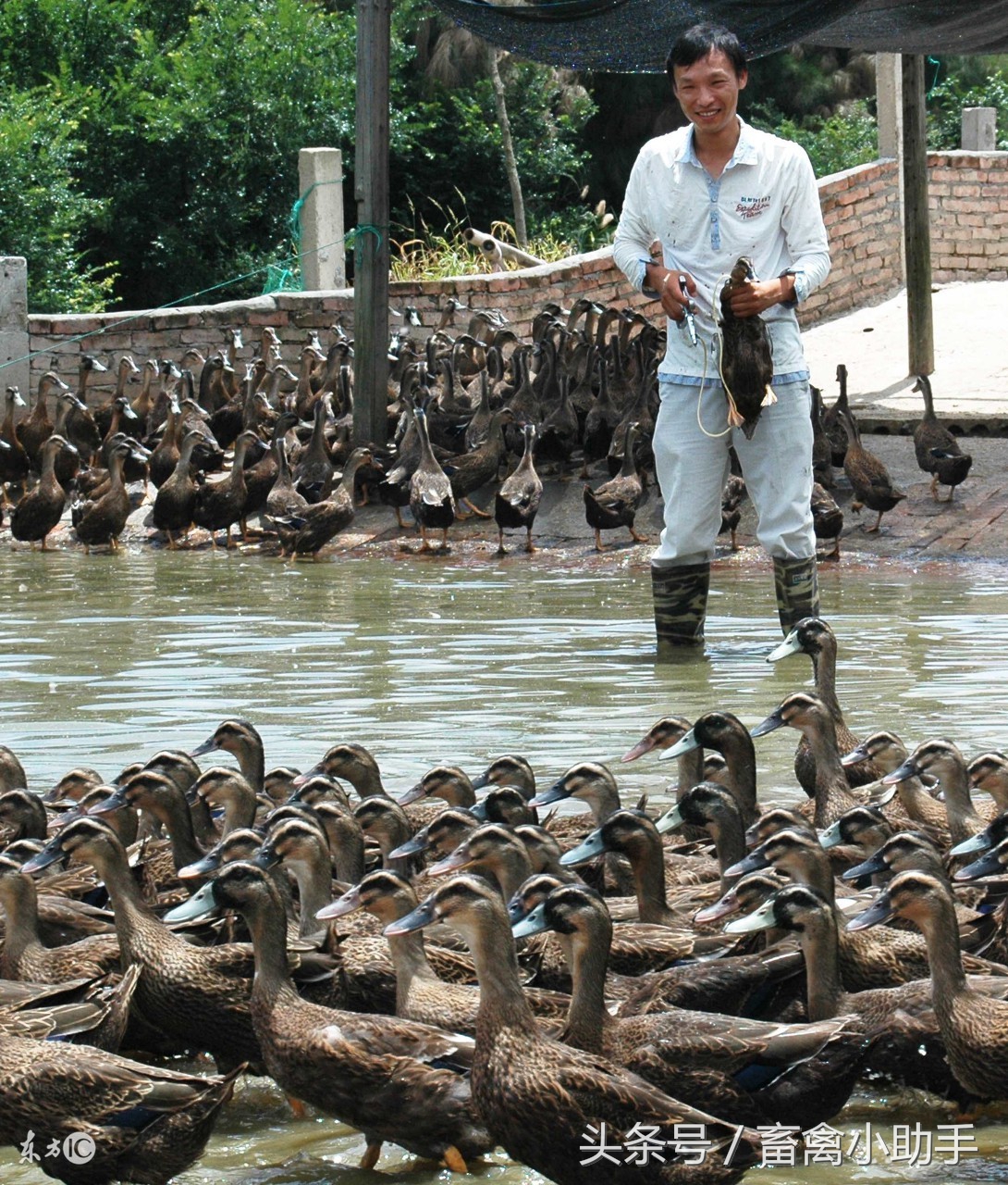 鸭子为什么会摇头和发抖,鸭子为什么一直摇头且张着嘴