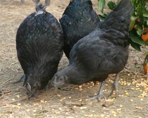 黄麻羽黑皮绿壳蛋鸡图片,东乡县黑羽绿壳蛋鸡品种介绍