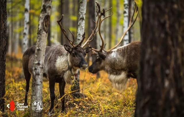 这部轻氧纪录片太震撼《了不起的匠人》之后又一匠心巨制