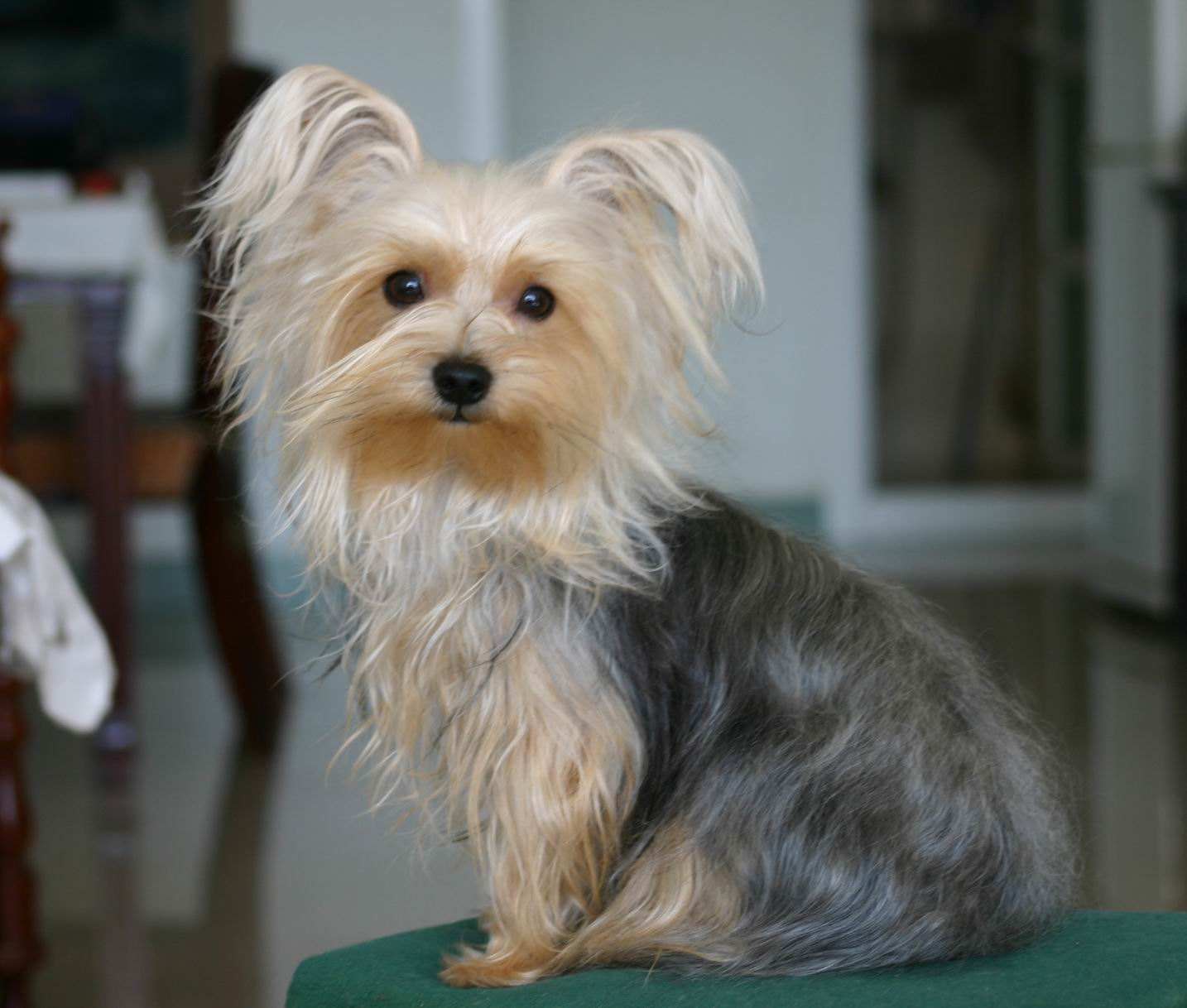 狗狗品种大全及图,狗狗品种大全价格