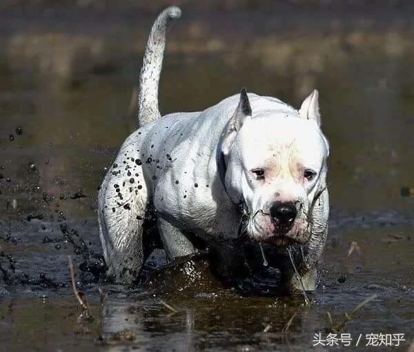 战斗力强又忠诚护住的狗,忠诚勇敢最佳护卫犬卡斯罗