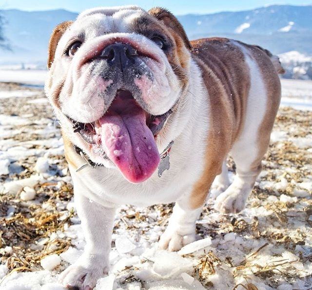 狗狗品种大全及图,狗狗品种大全价格