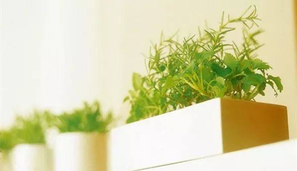 植物冻了怎么补救,植物干枯了还能救活吗