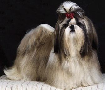 狗狗品种大全及图,狗狗品种大全价格