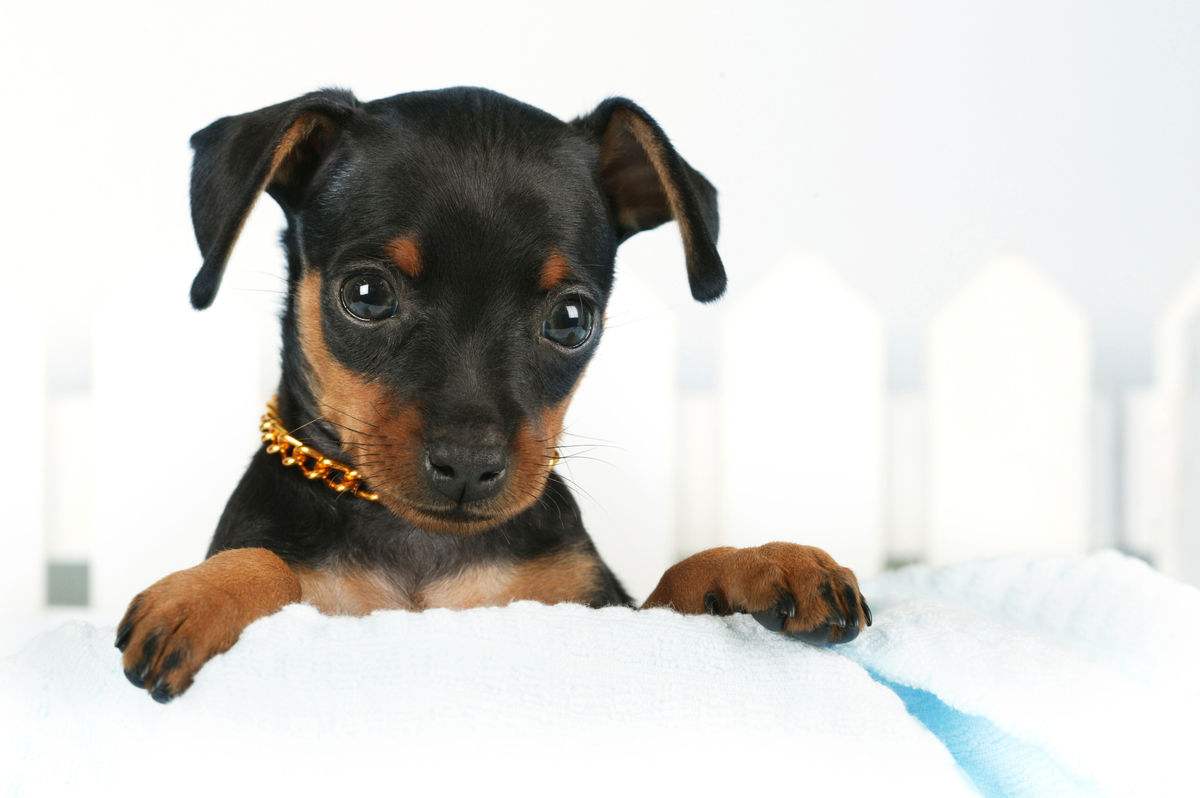 狗狗品种大全及图,狗狗品种大全价格