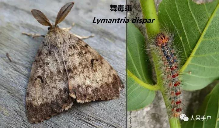 幺蛾子介绍,蛾子的宝宝