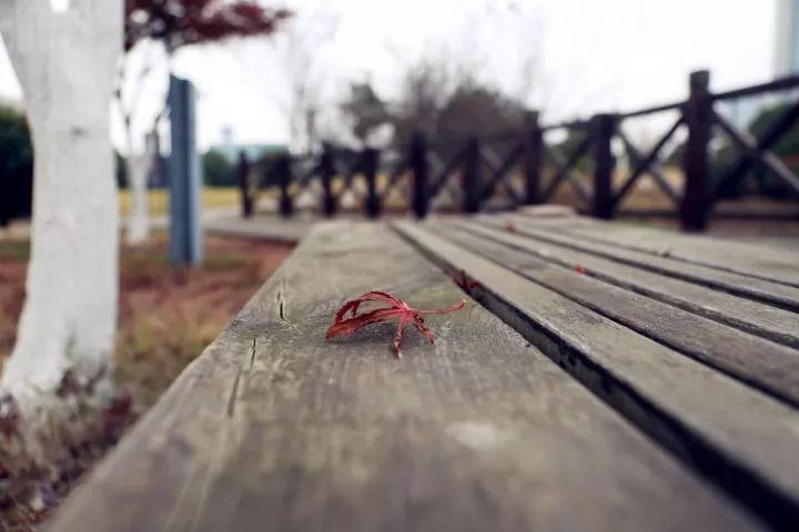 你越黄，我越喜欢！凛冬将至，这是最后一波西太湖的秋景