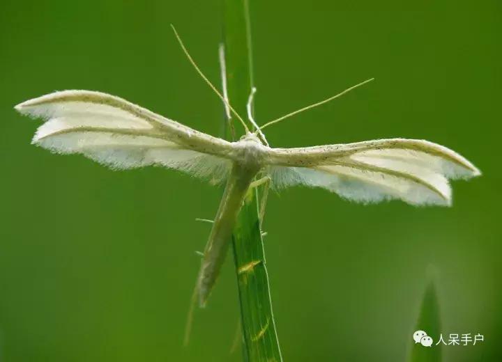 幺蛾子介绍,蛾子的宝宝