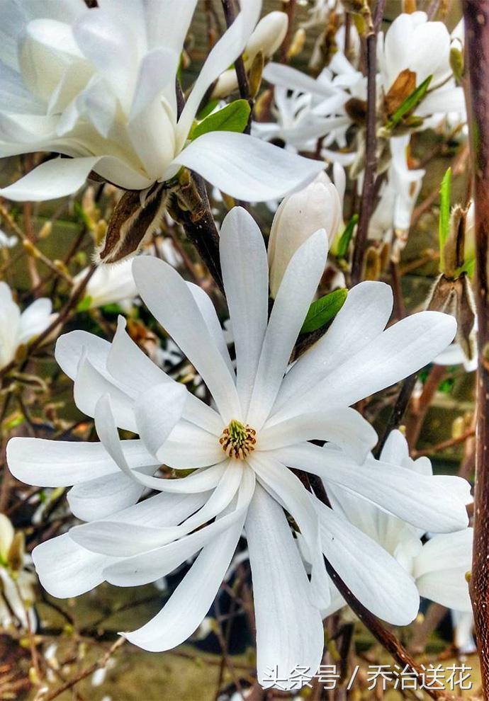祖玛珑香水星花木兰,祖马龙花木兰香氛