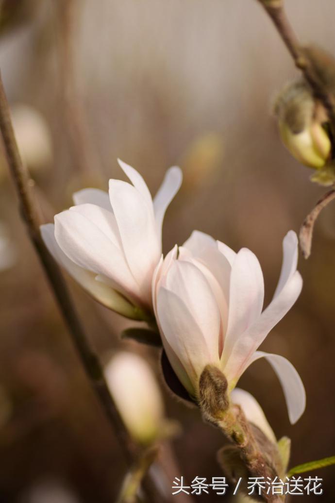 祖玛珑香水星花木兰,祖马龙花木兰香氛