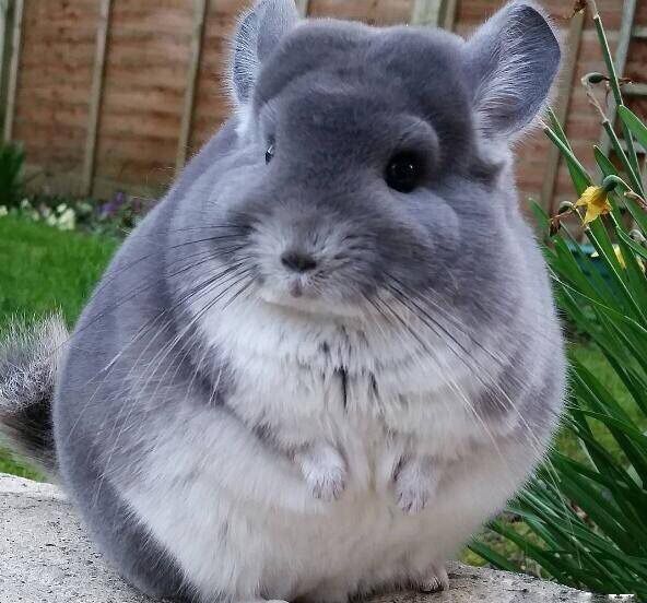 龙猫喂养最好的方法,龙猫喂养的正确方式